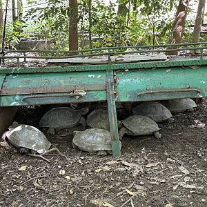 Tortoise Breeding Center (off-show)