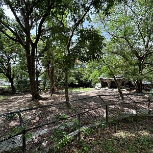 Indian Muntjac Exhibit