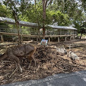 Walk-through Deer Exhibit