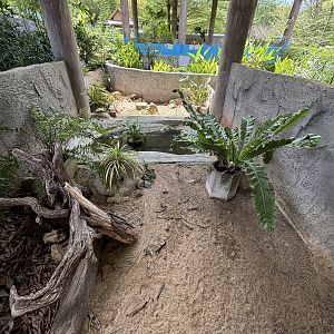 Black Marsh Turtle Exhibit