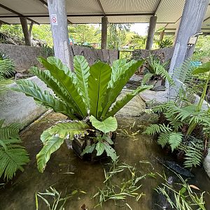 Giant Asian Pond Turtle Exhibit