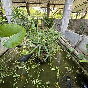 Yellow-headed Temple Turtle Exhibit