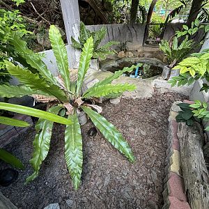 Southeast Asian Box Turtle Exhibit
