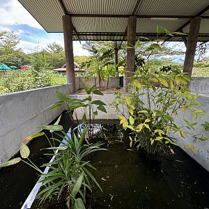 Pig-nosed Turtle Exhibit