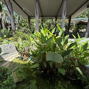 Alligator Snapping Turtle Exhibit