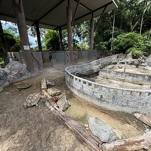 Assorted Tortoise Exhibits