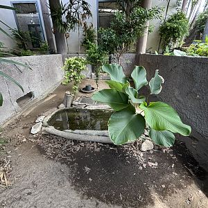 Elongated Tortoise Exhibit #1