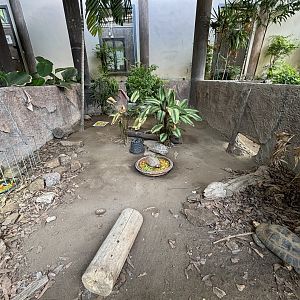 Elongated Tortoise Exhibit #2