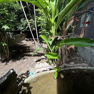 Asian Giant Tortoise Exhibit