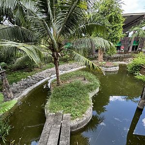 Saltwater Crocodile Exhibit