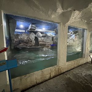 South African Fur Seal Exhibit