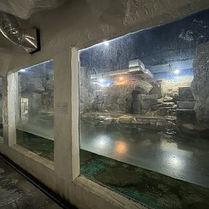 South African Fur Seal Exhibit