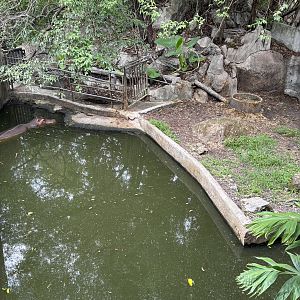 Common Hippo Exhibit #2
