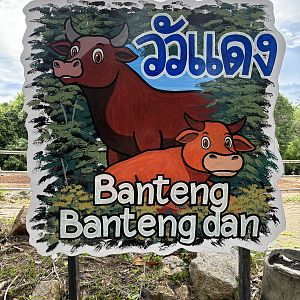 Banteng Exhibit - sign