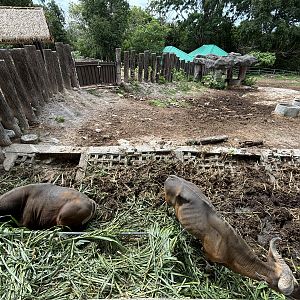 Banteng Exhibit #2 - males