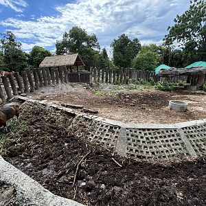 Banteng Exhibit #2 - males