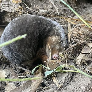 Eastern Mole