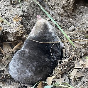 Eastern Mole