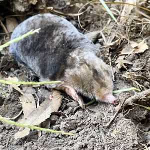 Eastern Mole