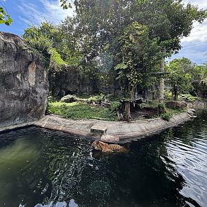 Tiger Exhibit - Indochinese