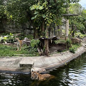 Tiger Exhibit - Indochinese