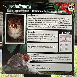 Flat-headed Cat Sign