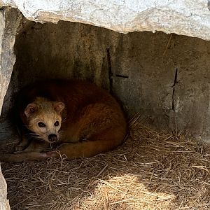 Common Palm Civet (off-show)