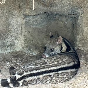 Large Indian Civet (off-show)