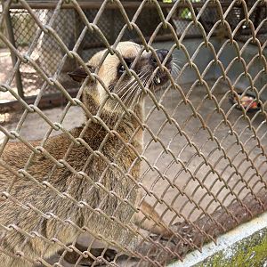 Masked Palm Civet (off-show)