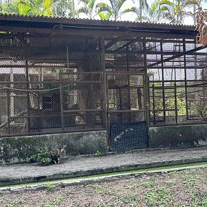 Civet Exhibits (off-show)