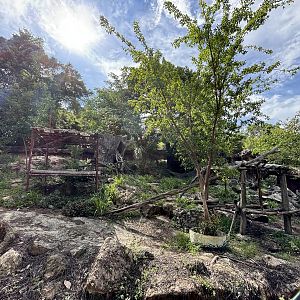 Asiatic Black Bear Exhibit