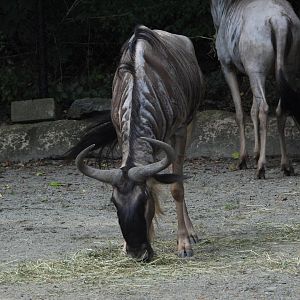 Blue wildebeest