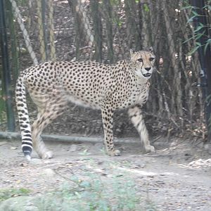Cheetah