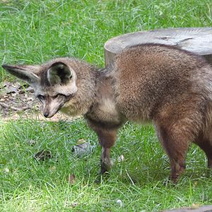 Bat-eared fox