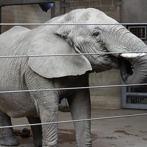 African bush elephant