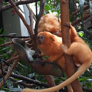 Golden lion tamarins
