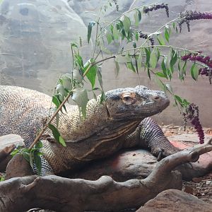 Komodo dragon