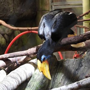 Wrinkled hornbill