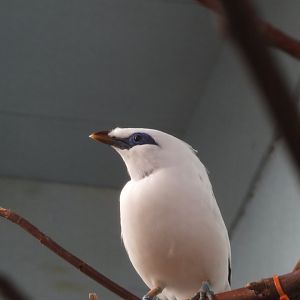 Bali myna