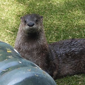North American river otter