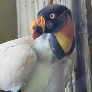 King vulture