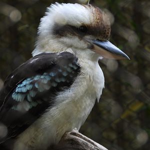 Laughing kookaburra