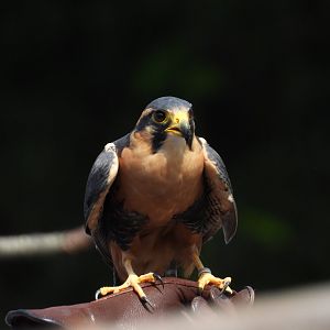 Aplomado falcon