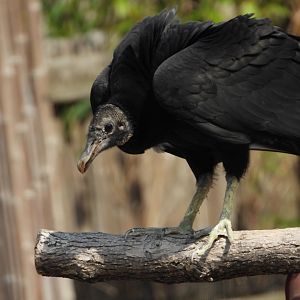American black vulture