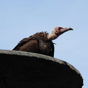 Hooded vulture