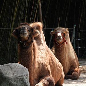 Bactrian camels