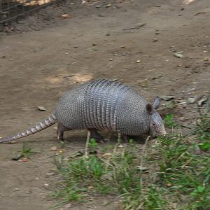 Nine-banded armadillo