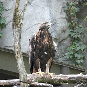 Golden eagle