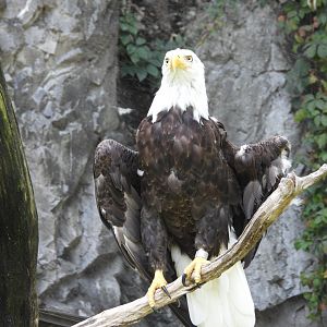 Bald eagle