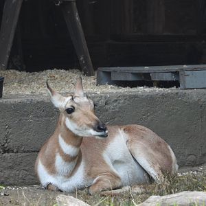 Pronghorn